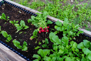 Hochbeet mit Radieschen und frischen Pflanzen rote Beete und geerntetem Bündel frischer Radieschen