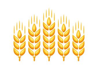 Illustration of ripe wheat ear.