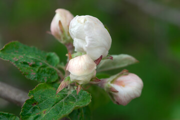 Bud of Apple trees bloom in the spring. Delicate flowers of the seed tree.
