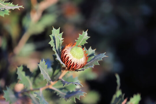 Flower development of Oak-leaf Dryandra (Dryandra quercifolia), South Australia

