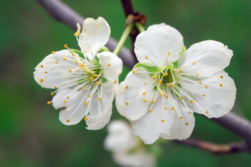 Bud of Apple trees bloom in the spring. Delicate flowers of the seed tree.