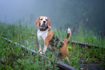 Naklejka na ściany i meble funny dog Beagle on a walk in a summer Park in the morning in a thick fog