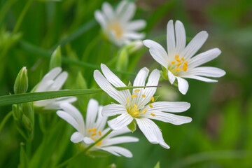 Field of white flowers. Nature of blooming meadows macro.