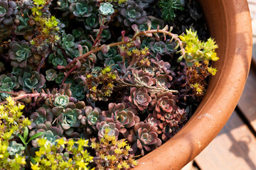 Tiny succulents growing in terracotta pot.