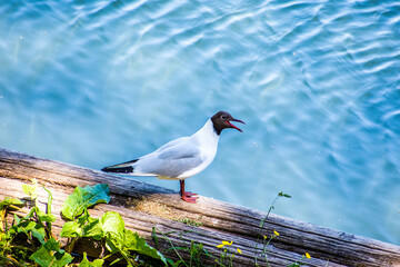Black Headed Gull (Chroicocephalus ridibundus)