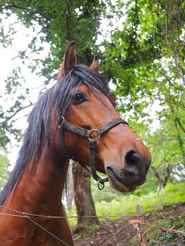 cabeza mirando de perfil de caballo marron rojizo