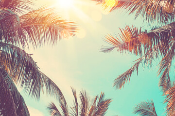 Fototapeta Copy space of tropical palm tree with sun light on sky background. obraz