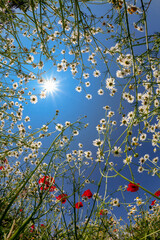 Camomile Flowers Under Blue Sky.