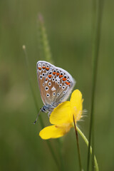 A female Common Blue Butterfly, looking left. Scientific name Polyommatus icarus, isolated and roosting on a buttercup.
