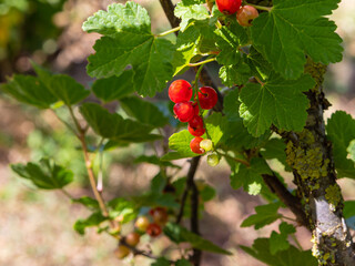 A ripening  bush of red currant grows in the Golan Heights in northern Israel