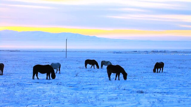 Herd of horses pasture on a snowy meadow at cold winter evening on the Tunka foothill valley at the background of snow-capped hills and mountains at sunset. Christmas travel. Beautiful winter landscap