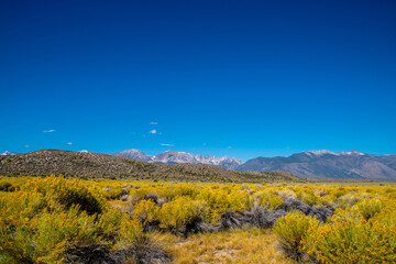 Yellow meadow overlooking the mountains along Mono Lake, California, USA