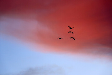 Key of cranes at the background of the evening sky