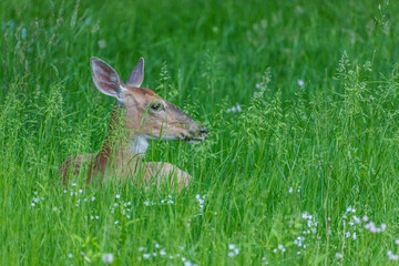 Deer lying in tall grass inforest
