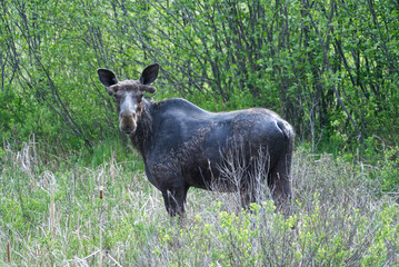 Moose in its natural habitat