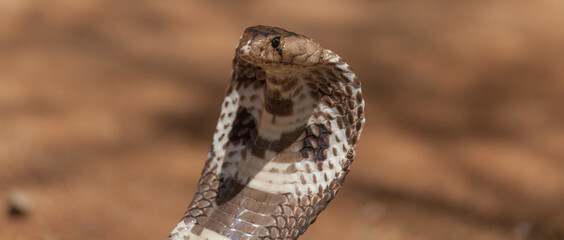 Royal Cobra in Sri Lanka