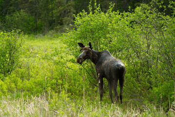 Moose in its natural habitat