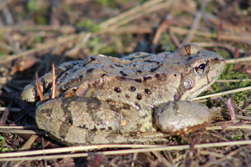 frog in the grass