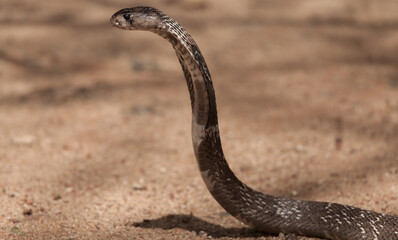 Royal Cobra in Sri Lanka