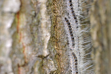 oak processionary procession in late spring