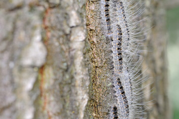oak processionary procession in late spring