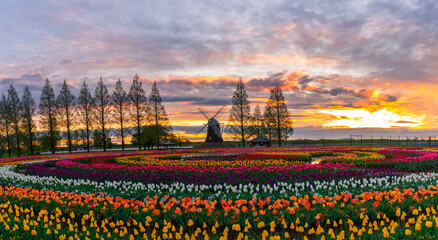 Morning light of tulip fields in Japan.