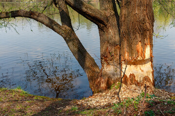 Spring work of beavers. Beavers sharpened their teeth.