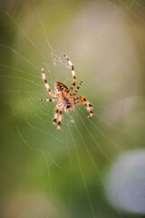 ventral view of european garden spider, Araneus diadematus, on its orb web