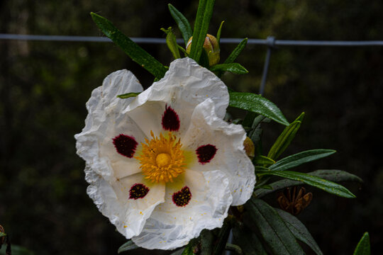 close-up of rockrose gum flower and the environment. spain