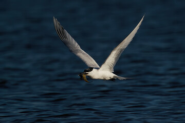 Sandwich tern (Thalasseus sandvicensis) in flight with a fish in its beak in its natural enviroment