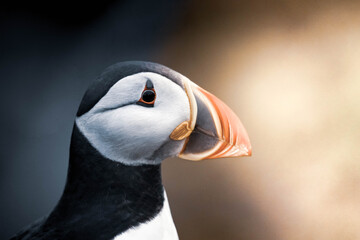 Atlantic Puffin at Heimaey - Iceland