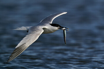 Sandwich tern (Thalasseus sandvicensis) in flight with a fish in its beak in its natural enviroment