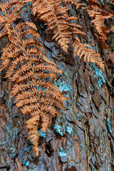 pine tree trunk with dry orange leaves and green lichens.