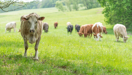 braune Milch Kühe auf einer Bio Weide im Grünen