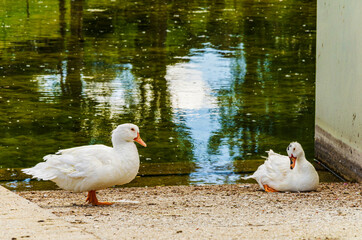 duck couple resting on the edge of a lake