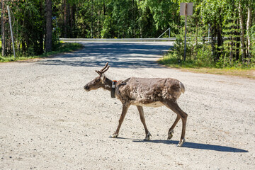Walking reindeer, Oulanka National Park, Kuusamo, Finland