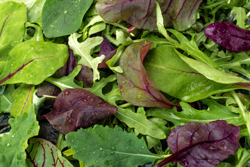Food background of salad mix