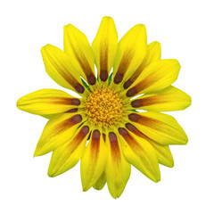 gazania sun flower on white background, isolated with clipping path, macro shot