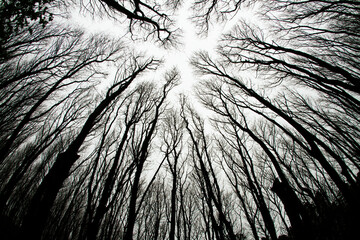 Looking up at spooky trees in dark woodlands - Powered by Adobe