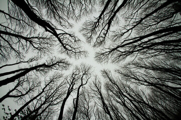Looking up at spooky trees in dark woodlands