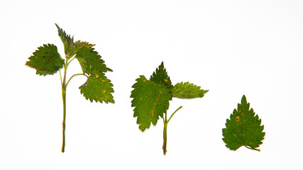 Herbarium of beautiful bushes of flowers and plants. Green leaves on a white background, similar to nettles or cloves.