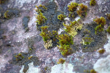 moss on stone