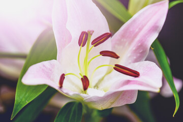 Macro shot of a lily flower on white background