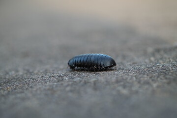 close up of a worm on the ground