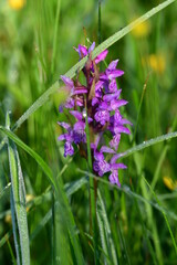 Kleines Knabenkraut, Orchidee