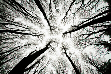 Looking up at spooky trees in dark woodlands. Monochrome dramatic horror movie type scene