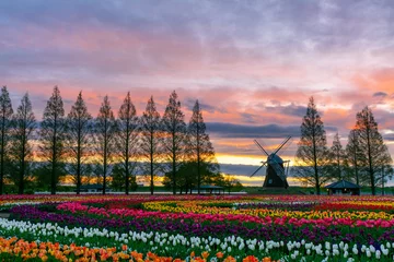 Fotobehang Morning flower tulip fields in Japan © Towut