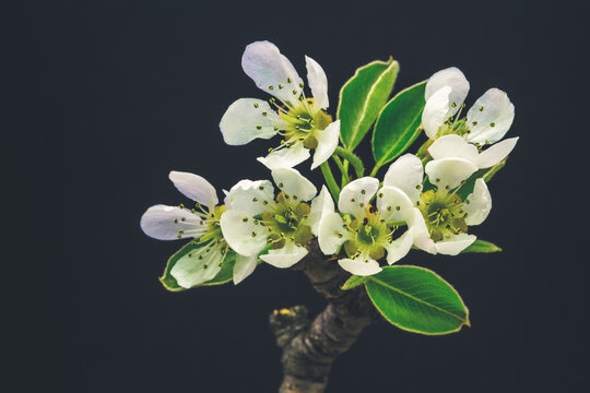 Pear fruit tree flower blossom on black