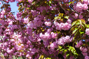 Prunus serrulata sakura cherry in blossom springtime