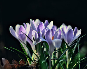 Fototapeta premium The springtime. Crocuses in the garden.